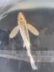 Butterfly Kois 10Euro Festpreis